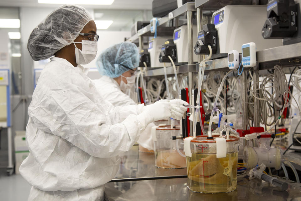 CORRECTS COMPANY NAME TO MIROMATRIX NOT MICROMATRIX - Technicians work with pig livers growing in a bioreactors in a Miromatrix laboratory on Tuesday, Dec. 8, 2022, in Eden Prairie, Minn. (AP Photo/Andy Clayton-King)