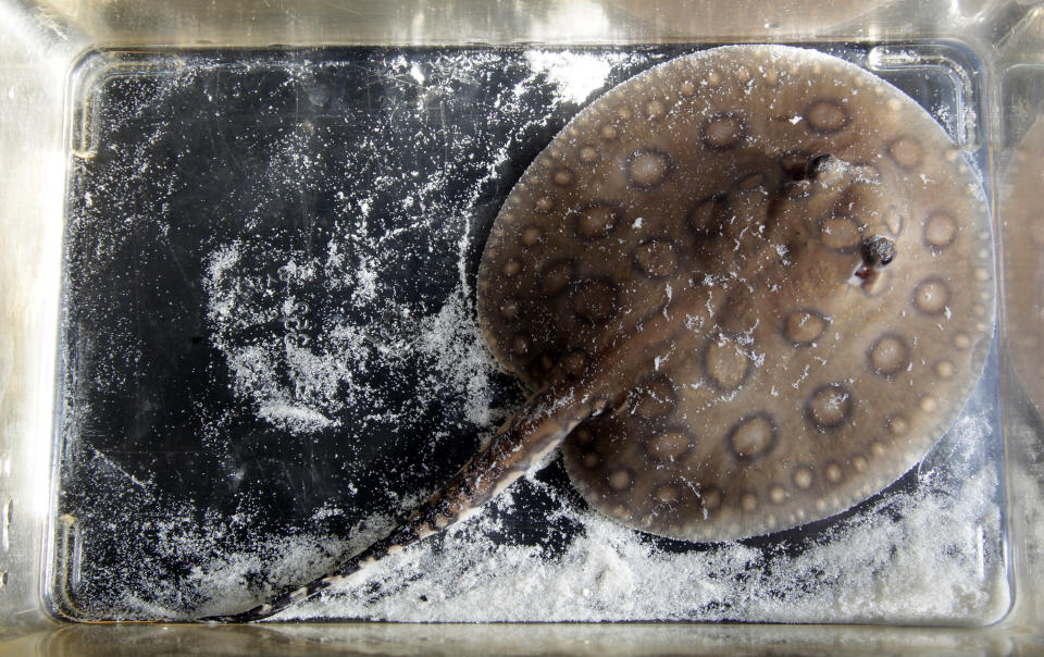 Stingray pups