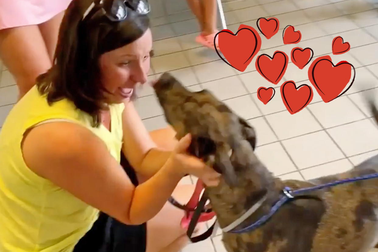 dog's joyful reunion with family