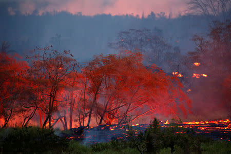 Lava flows through trees on the outskirts of Pahoa during ongoing eruptions of the Kilauea Volcano in Hawaii, U.S., May 19, 2018. REUTERS/Terray Sylvester