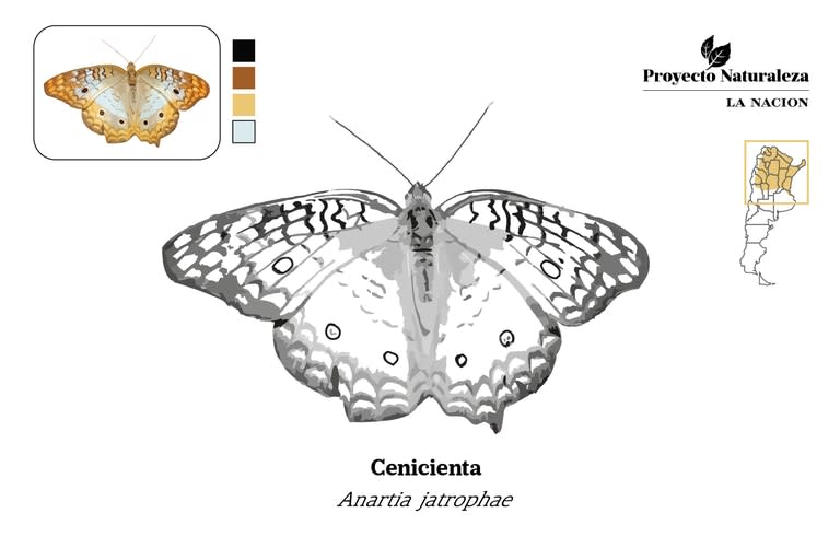 Mariposa Cenicienta  