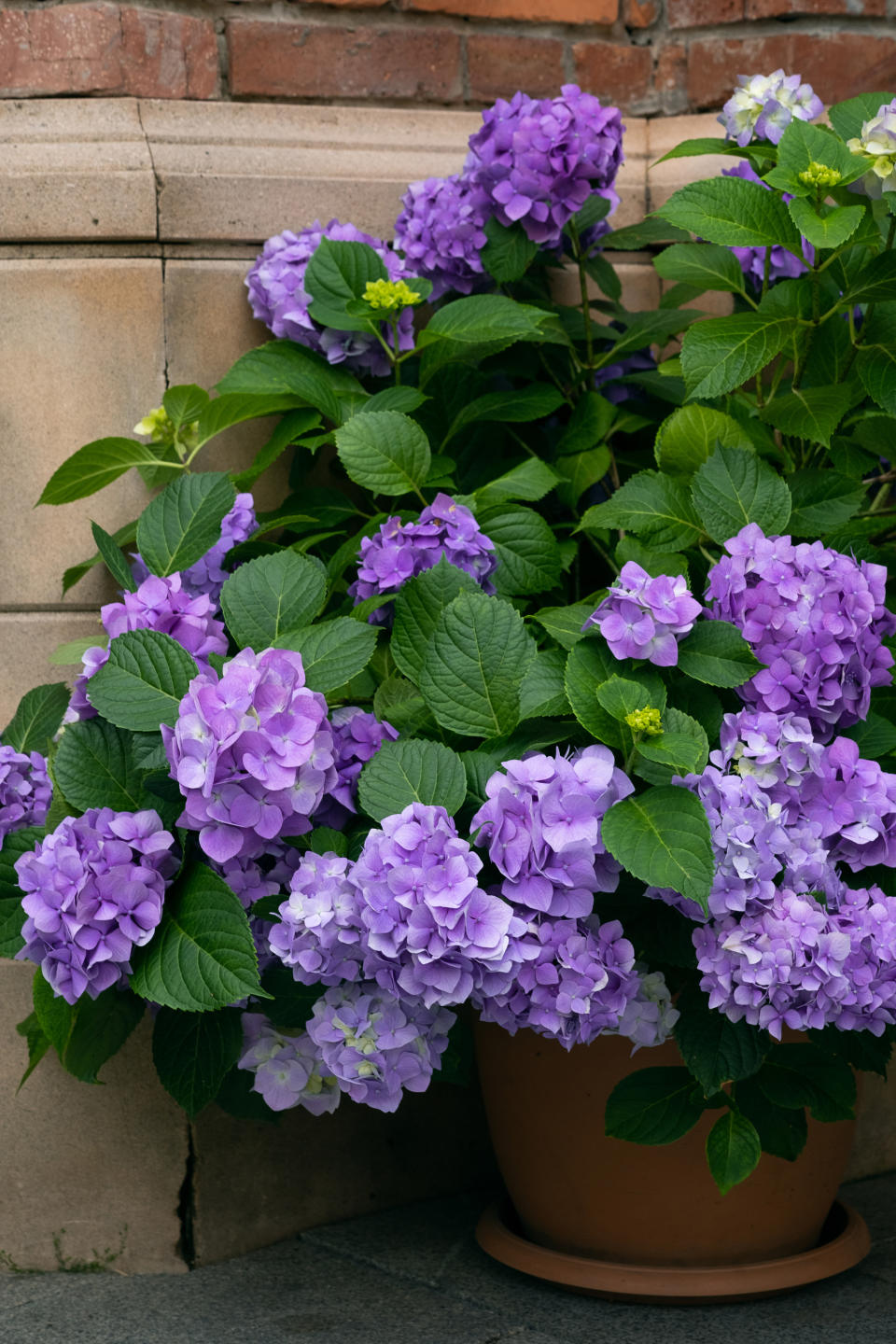 A hydrangea shrub with purple flowers in a terracotta pot