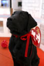 <p>Even Charlie, the <i>Today</i> show’s puppy, got in on the Halloween action with his Beanie Baby disguise. (Photo: Nate Congleton/NBC) </p>