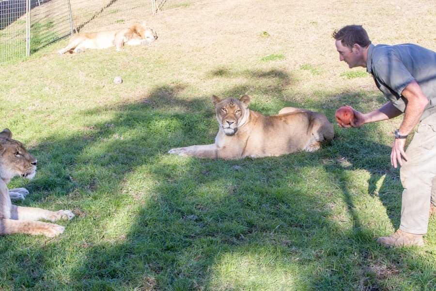 Matthew Ezekiel playing with his lions at Stardust circus. Source: Matthew Ezekiel