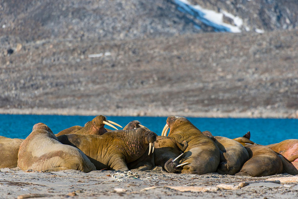 As morsas podem ficar acordadas por até 48h, mas quando resolvem descansar, nada as impede. Cientistas afirmam que elas podem dormir boiando ou até submersas, neste caso por poucos minutos.