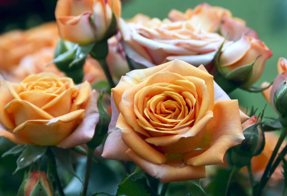 11) Meaning of Peach Roses