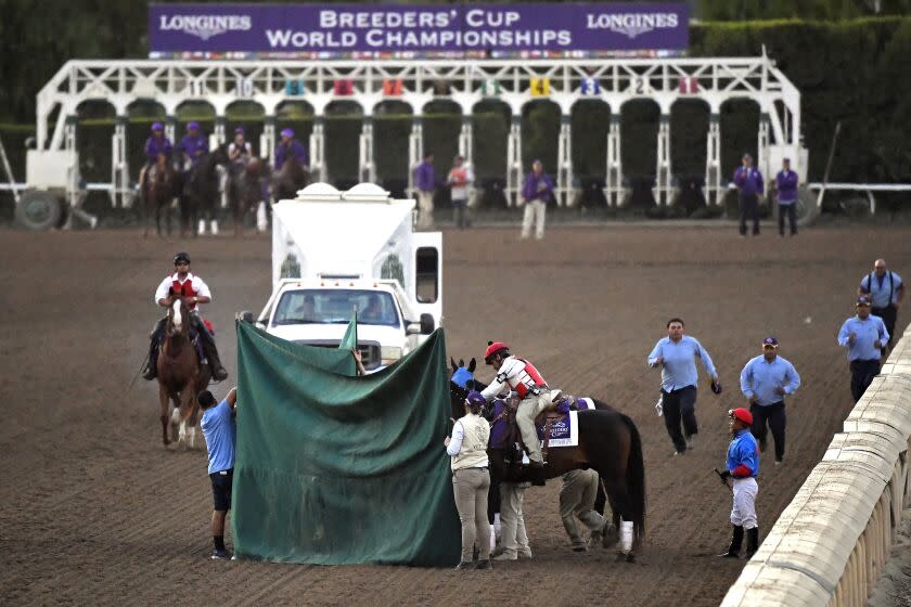 Track workers treat Mongolian Groom after the Breeders' Cup Classic horse race at Santa Anita Park.