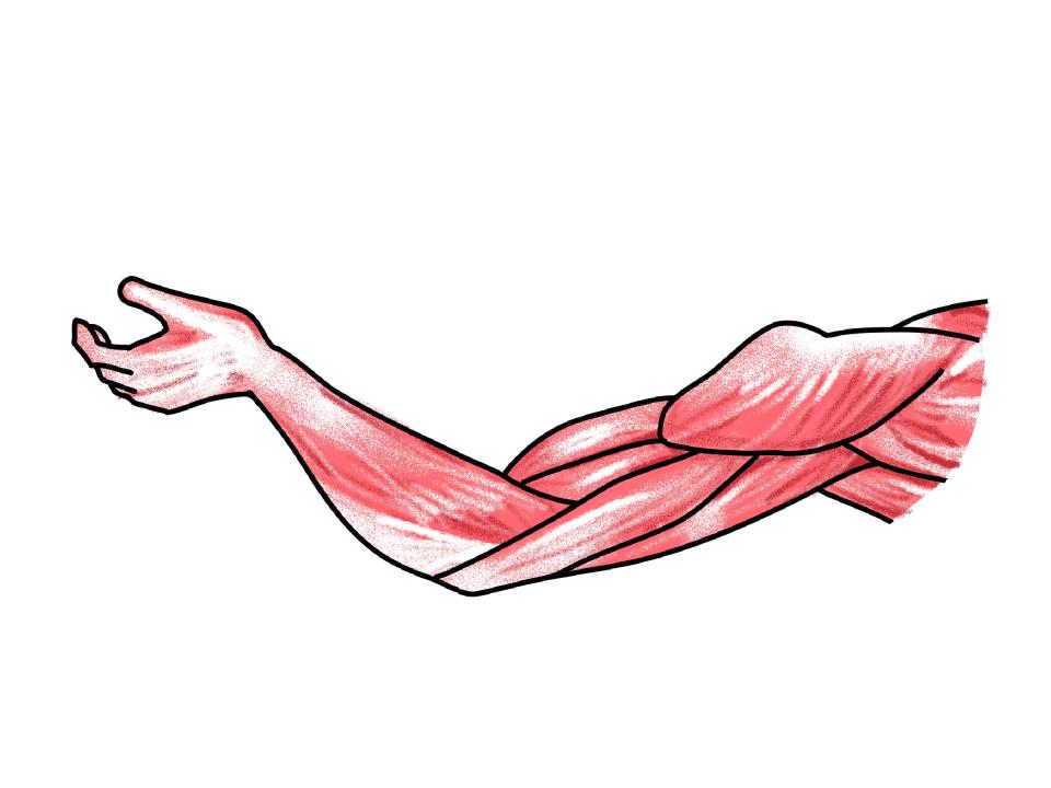 illustration of arm muscles