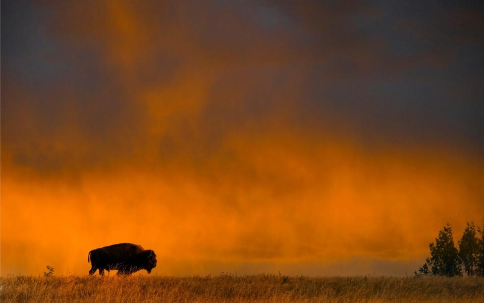 A bison in North Dakota - Getty