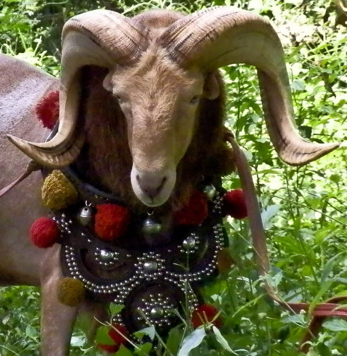 Elaborate necklace: The rams have all come dressed up for this occasion, wearing elaborate necklaces. Some have their team names written on the necklaces. (