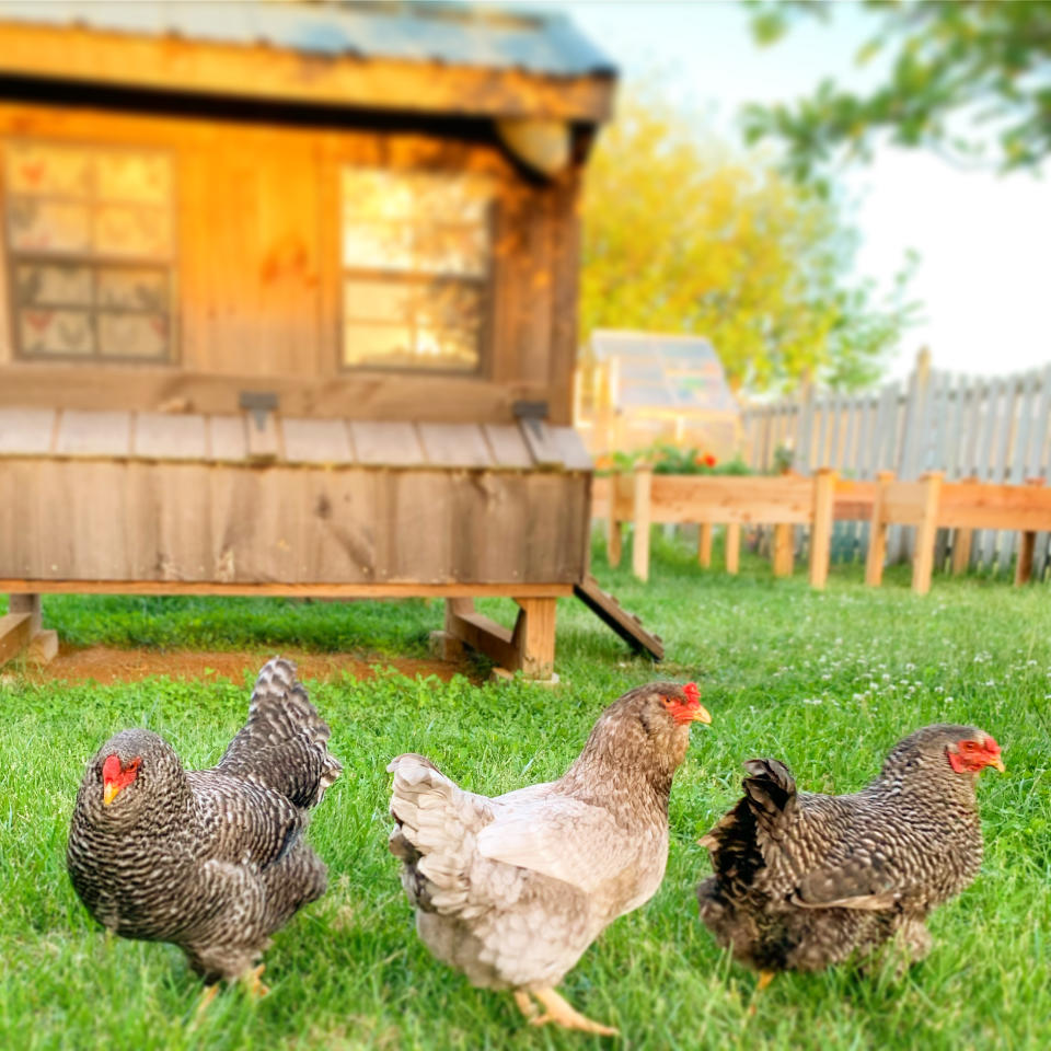 Virginia-based radio personality Bonnie Miller says she decorates her chickens' coop for holidays and bakes them birthday cakes. (Photo: Bonnie Miller)