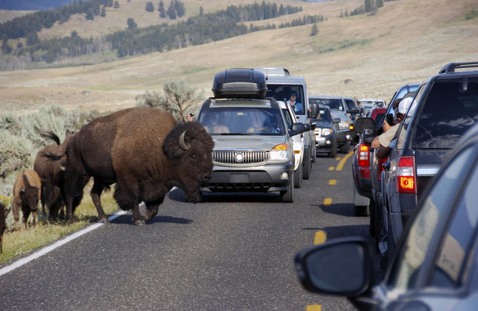 Image: A large bison blocks traffic as tourists take photos of the animals in the Lamar Valley of Yellowstone National Park (Matthew Brown / AP file)