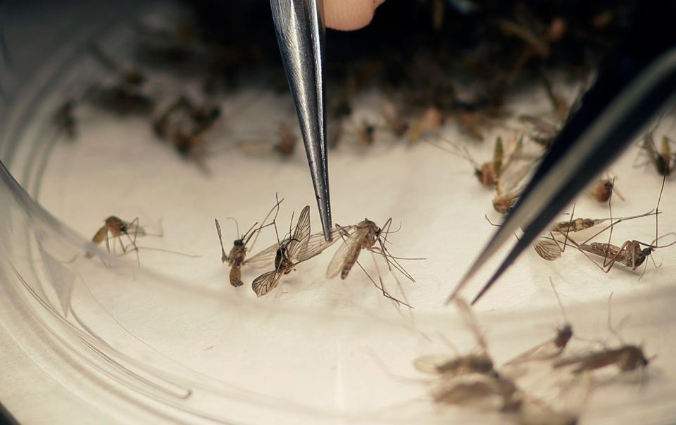 Surveillance of mosquitoes performed by Iowa State University in 2016 found that neither of the two species most associated with the Zika virus were in Iowa, but the West Nile virus appeared more frequently than it did two years ago.