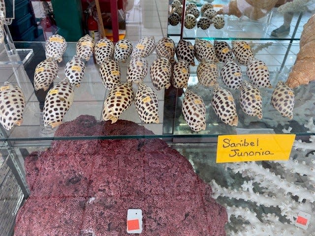 These were the Junonia shells in the display case at She Sells Sea Shells on Sanibel Island on Feb. 14, 2024. Prices ranged from $125 to $495.