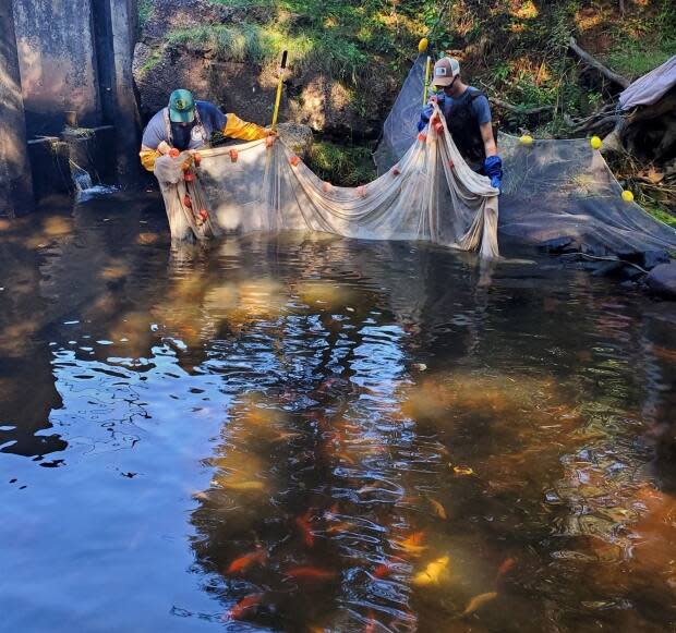 The fish were stunned with an electric fisher before being collected from the pool. (P.E.I. Fish and Wildlife - image credit)