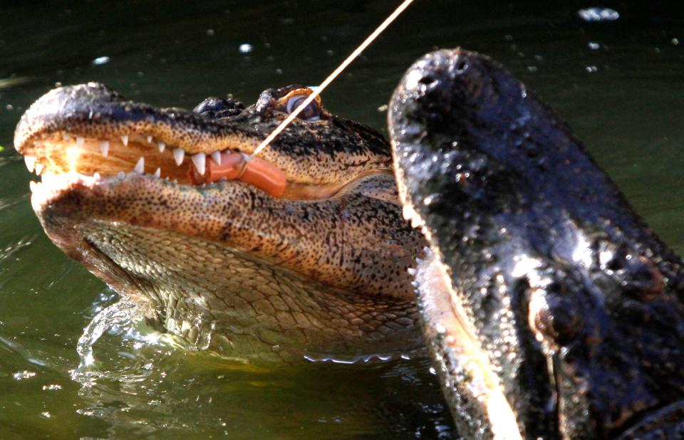 Alligators go after a piece of hot dog on a string at the iconic Wonder Gardens in Bonita Springs.