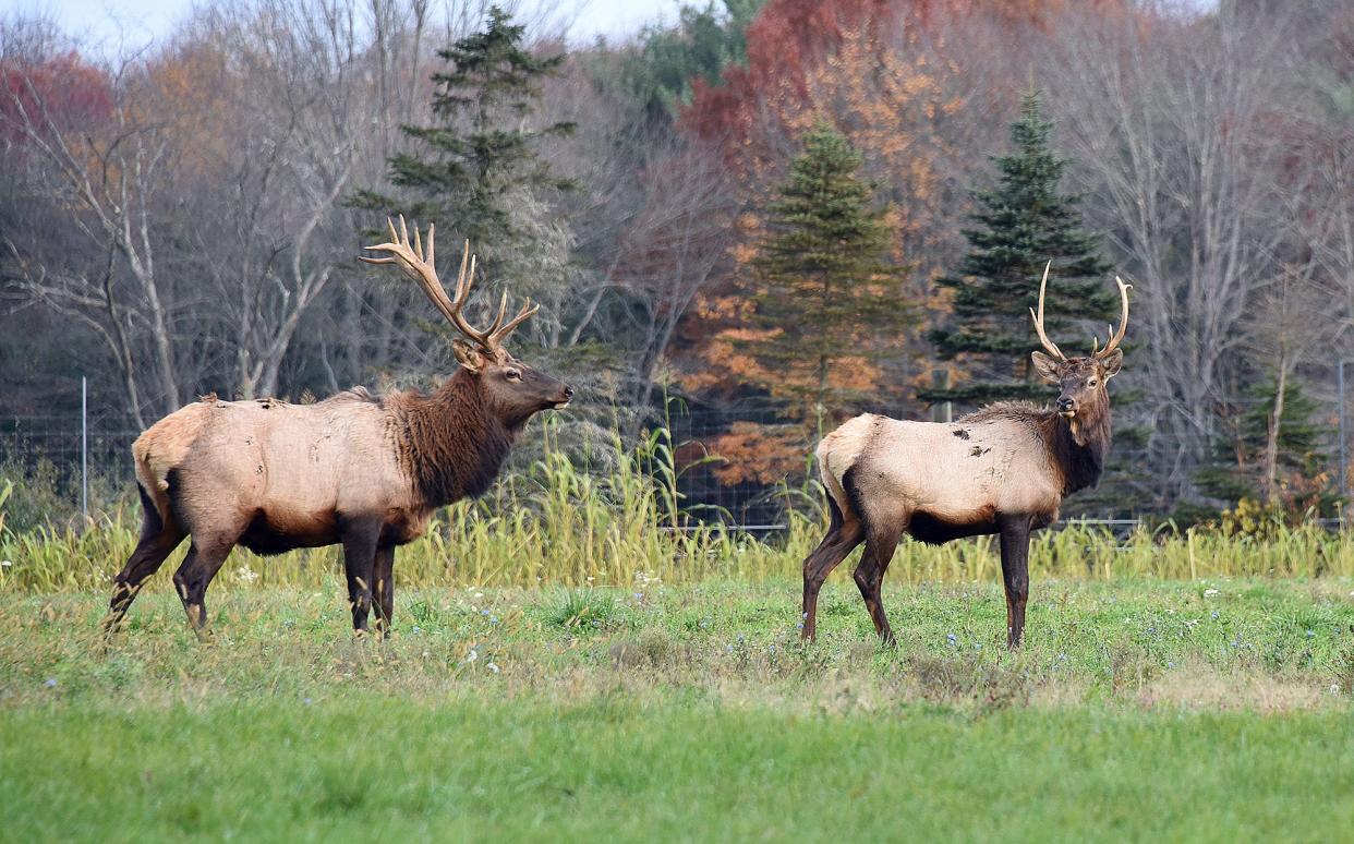 Two bull elk graze Nov. 2, 2021, at the Elk Country Visitors Center in Benezette. Hunters are not permitted to hunt elk in the Benezette area, where they are more accustomed to humans.