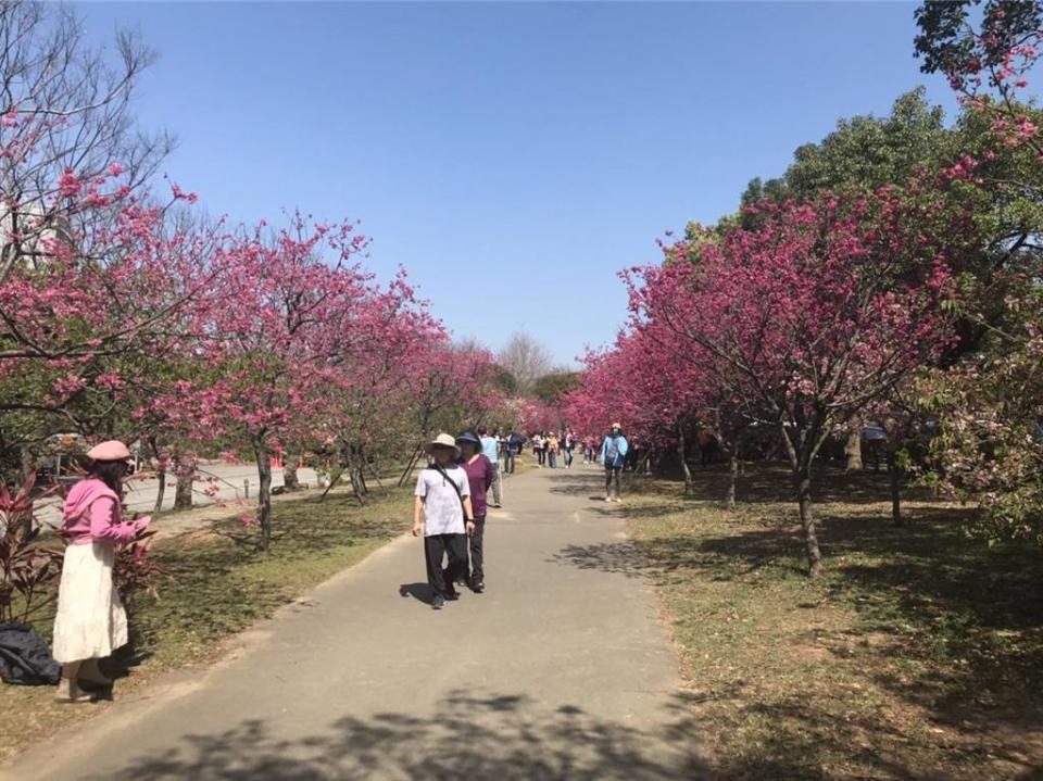 中科后里園區種植的各品種櫻花樹已綻放，成為台中賞櫻新景點！圖／中科管理局提供