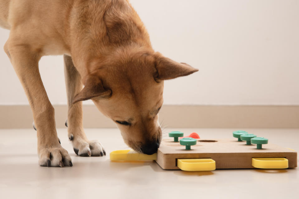 Bei Intelligenzspielen ist der Hund geistig gefordert, um an seine Belohnung zu kommen. (Foto: Getty Images)