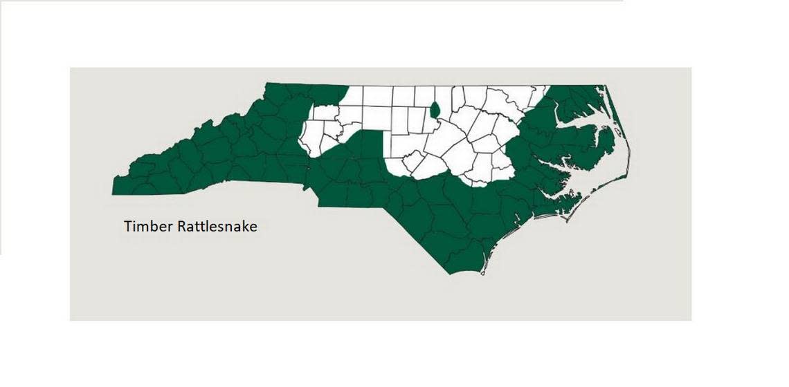 “The Timber Rattlesnake, also known as the ‘canebrake,’ is most common in the Mountains and Coastal Plain in North Carolina, found primarily in forested areas,” the NC Wildlife Resources Commission says.