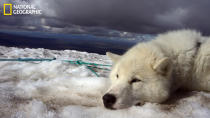 Photo d'un chien du Groenland sur le glacier de Langjokull en Islande, pendant une journée chaude d'été.<br><br>Toutes les photos sur <a href="http://ngm.nationalgeographic.com/your-shot/weekly-wrapper" rel="nofollow noopener" target="_blank" data-ylk="slk:nationalgeographic.com;elm:context_link;itc:0;sec:content-canvas" class="link ">nationalgeographic.com </a>