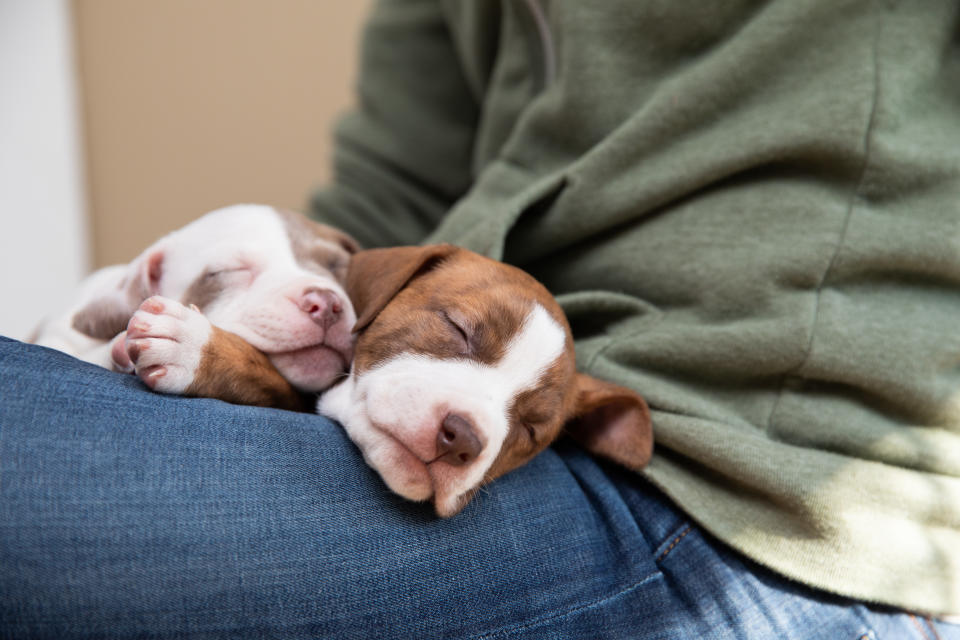 Sleeping puppies (Sarah Ause Kichas / Courtesy of Best Friends Animal Society)