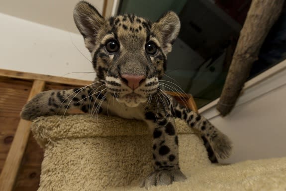 Riki-san, a 14-week-old clouded leopard at the San Diego Zoo.