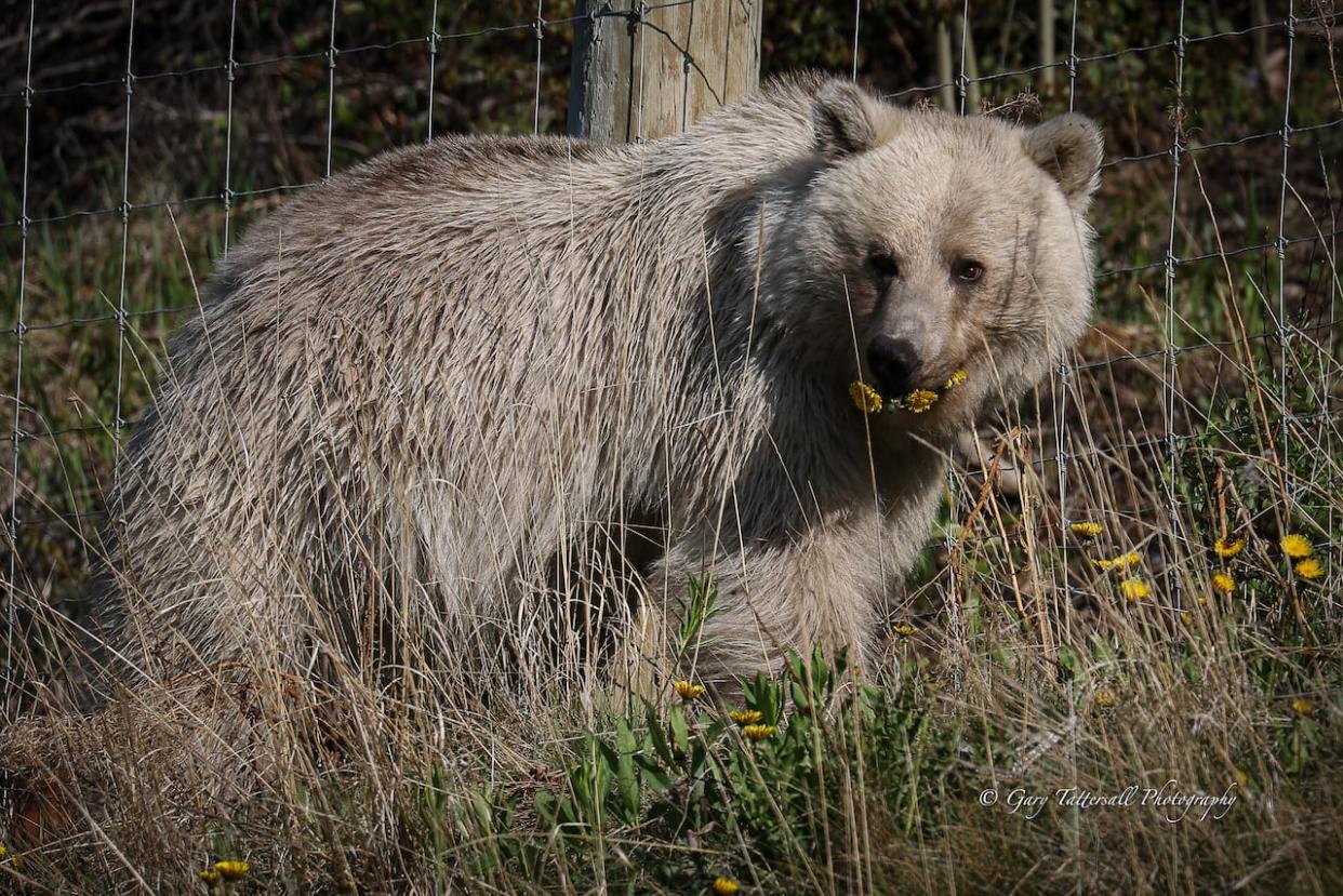 Bear 178 is known by locals as Nakoda. (Submitted by Gary Tattersall - image credit)