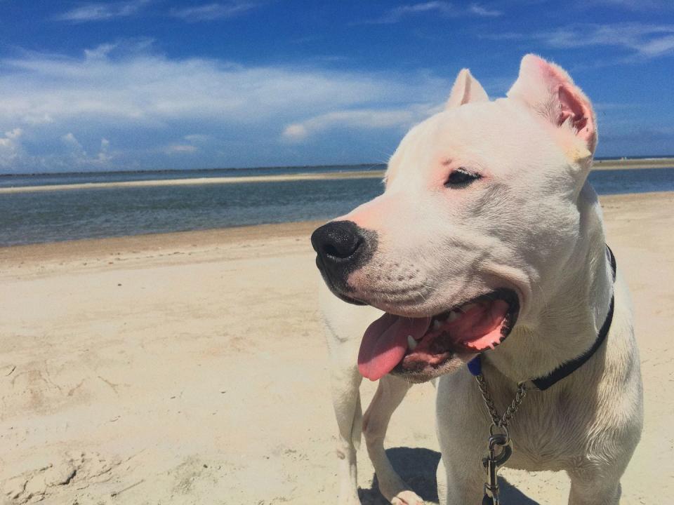 Dogo Argentino