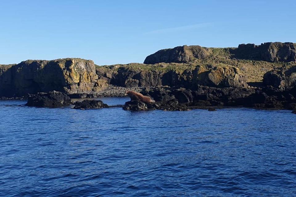 The walrus sitting along the rocks off the coast of Scotland.