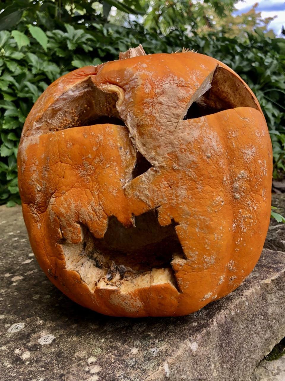 This jack-o’-lantern carved from a pumpkin with a preexisting fungal disease, southern blight, is showing symptoms of soft rot, especially around the nose and eye. The round ball-like structures forming inside the eye socket are fungus. Matt Kasson, <a href="http://creativecommons.org/licenses/by-sa/4.0/" rel="nofollow noopener" target="_blank" data-ylk="slk:CC BY-SA;elm:context_link;itc:0;sec:content-canvas" class="link ">CC BY-SA</a>