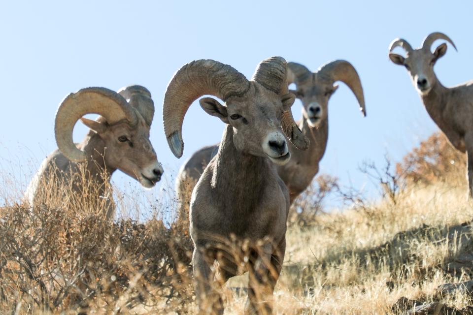 A herd of bighorn sheep grazes on the South Lykken Trail in Palm Springs, Calif., in 2020.