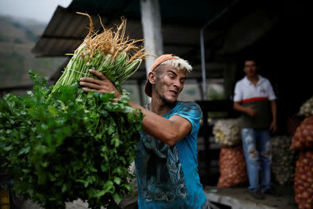 A worker loads bunches of herbs into a truck that transports vegetables to sell in Maturin, in La Grita, Venezuela January 27, 2018. REUTERS/Carlos Garcia Rawlins