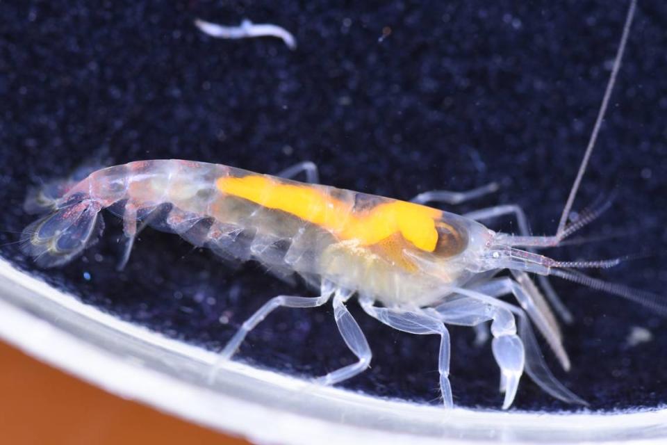 An Automate arturi, or Arthur’s snapping shrimp, sits in a petri dish.