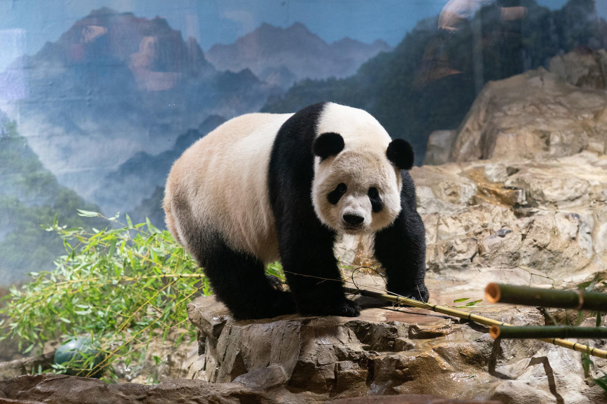 Giant panda Tian Tian at the Smithsonian's National Zoo in Washington (Liu Jie / Xinhua News Agency via Getty Images file)