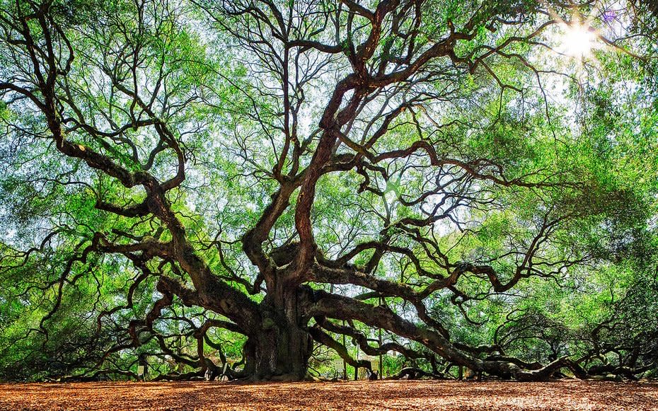 Angel Oak, Johns Island, South Carolina