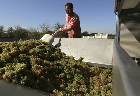 University of California Davis student Joseph Belsky feeds Chardonnay grapes into a crusher during a wine grape harvest in Davis, California August 21, 2014. REUTERS/Robert Galbraith