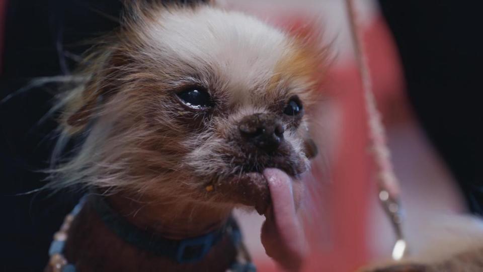 A fuzzy dog has a very big tongue.