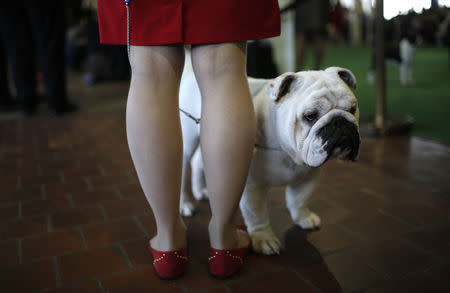 Murphy, a Bulldog from San Francisco, California, stands with his owner and handler Suzie Holleran before judging at the 139th Westminster Kennel Club's Dog Show in the Manhattan borough of New York February 16, 2015. REUTERS/Mike Segar