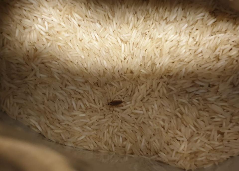 A cockroach crawling in riceSupplied