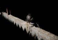 The Wider Image: The man who saves forgotten cats in Fukushima's nuclear zone