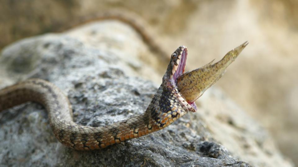 A viperine snake swallows a ruffe fish.