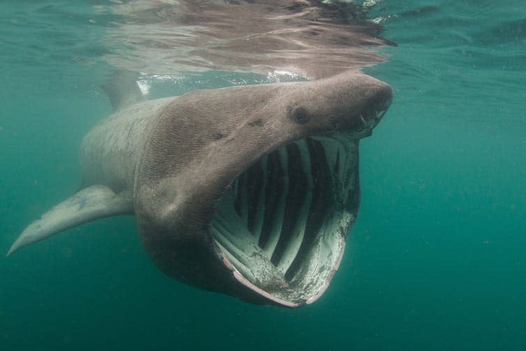 <span class="caption">Not Jaws: the basking shark is harmless.</span> <span class="attribution"><a class="link " href="https://www.shutterstock.com/download/success?u=http%3A%2F%2Fdownload.shutterstock.com%2Fgatekeeper%2FW3siZSI6MTUzNDk4NTI3MSwiYyI6Il9waG90b19zZXNzaW9uX2lkIiwiZGMiOiJpZGxfNTI0NzUwMzYyIiwiayI6InBob3RvLzUyNDc1MDM2Mi9tZWRpdW0uanBnIiwibSI6MSwiZCI6InNodXR0ZXJzdG9jay1tZWRpYSJ9LCJsNUZ6TUQ5dUZaTjZIb1RNRHlqcE8yc1QvYW8iXQ%2Fshutterstock_524750362.jpg&pi=33421636&m=524750362&src=lE7EFFLhtePBewQjFOrA2A-1-0" rel="nofollow noopener" target="_blank" data-ylk="slk:Shutterstock;elm:context_link;itc:0;sec:content-canvas">Shutterstock</a></span>