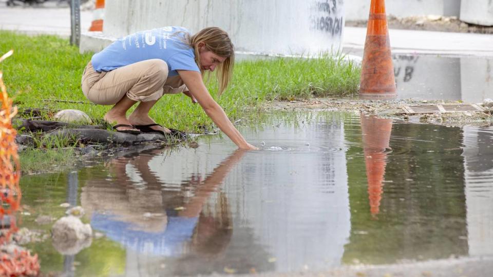 FIU Associate Director of Science Doctor Tiffany Troxler collects samples from the flood waters to test for a variety of factors during the King Tide on citizens’ Sea Level Solution day where scientists and citizens go around measuring the high tides around the city, off West Fairview street in Coconut Grove, Florida on Sunday, September 29, 2019. Daniel A. Varela/dvarela@miamiherald.com
