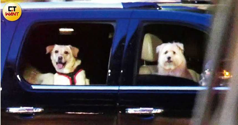 天后的愛犬各自在車內乖乖地待著，模樣煞是可愛。（圖／本刊攝影組）