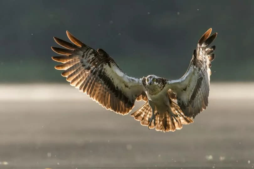 An osprey (Pandion haliaetus)