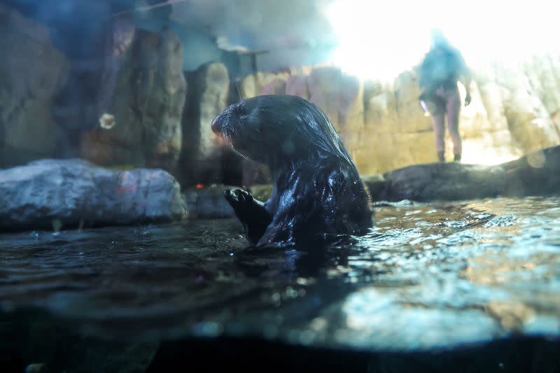 Sea Otters at the Aquarium of the Pacific, in Long Beach