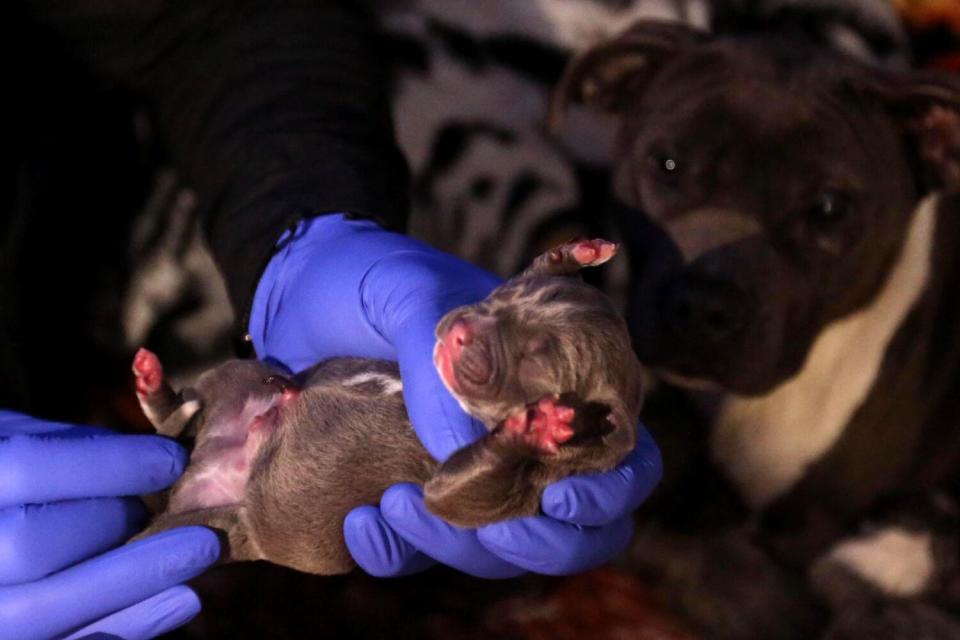 Closeup of gloved hands holding a tiny pit bull pup.