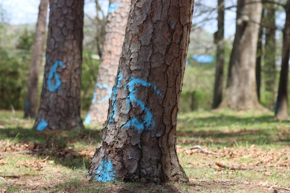 Spray paint marks shortleaf pine trees in a small stand where the brown-headed nuthatch, a bird rare in Kentucky Lives.