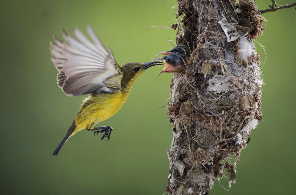 <p>An olive-backed sunbird feeds an insect to its two chicks in their nest in Klang, Selangor, Malaysia, on Jan. 21, 2017. (Photo:Vincent Thian/AP) </p>
